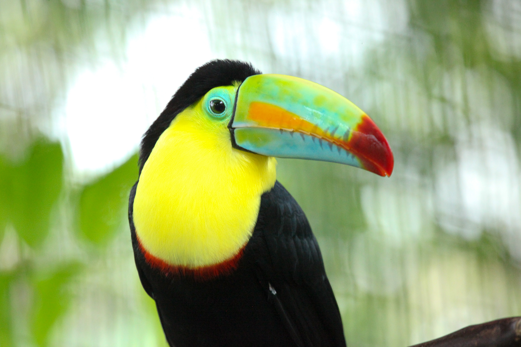 Costa Rica Wildlife Where we've been and what we've seen.